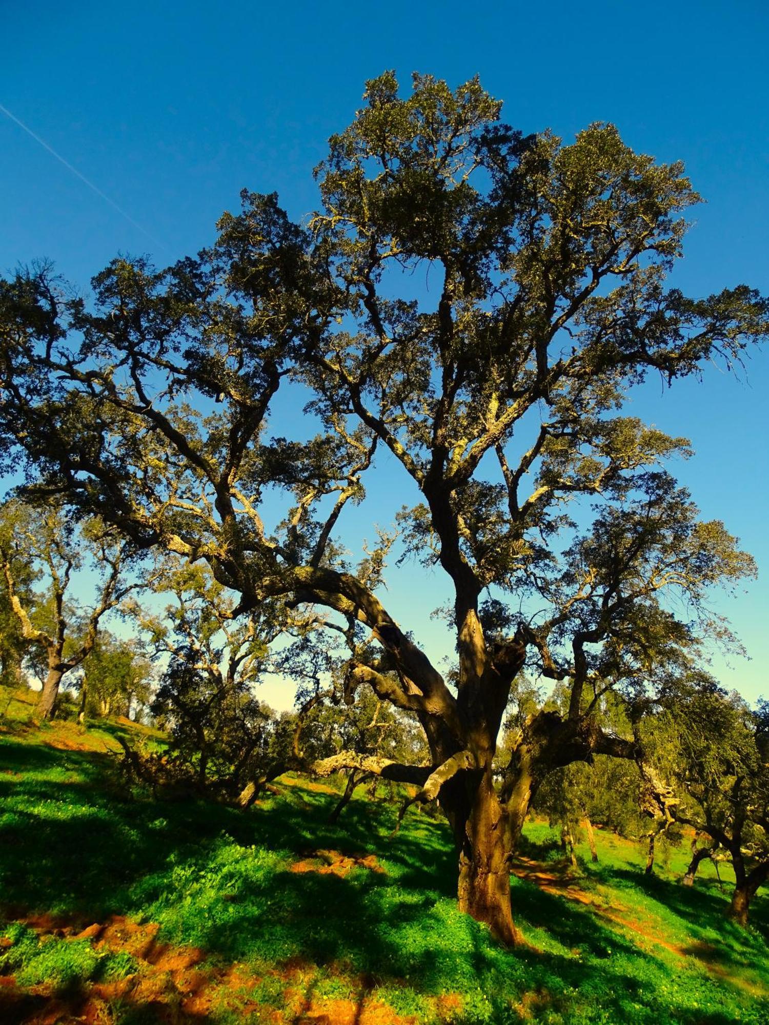 סאו לואיס Herdade Vale De Gaios By Stay In Alentejo מראה חיצוני תמונה